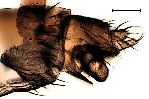 Megaselia costalis