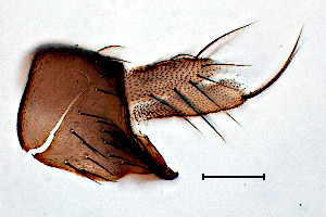 Megaselia dubitalis