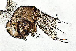 Megaselia emarginata