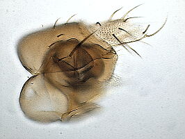 Megaselia frameata