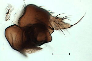 Megaselia giraudii