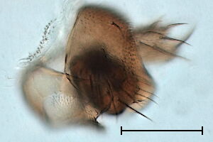 Megaselia gregaria