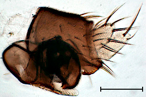 Megaselia laeta