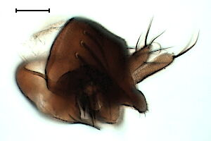 Megaselia rufipes