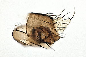 Megaselia scutellaris