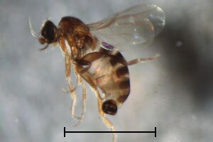 Metopina ulrichi