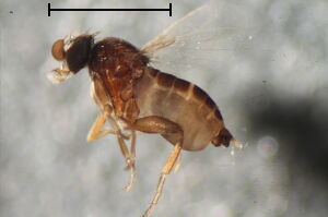 Microselia southwoodi