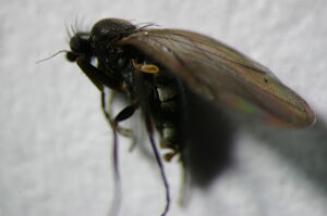 Triphleba autumnalis
