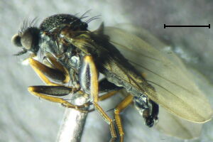 Triphleba collini
