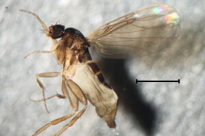 Triphleba distinguenda
