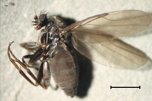 Triphleba excisa
