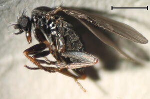 Triphleba trinervis