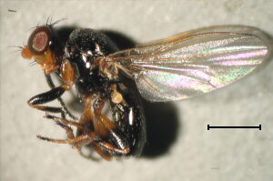 Parapiophila vulgaris
