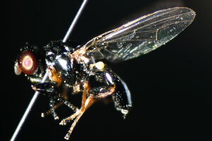 Stearibia nigriceps