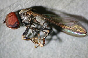 Pipunculidae