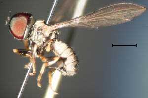 Cephalops obtusinervis