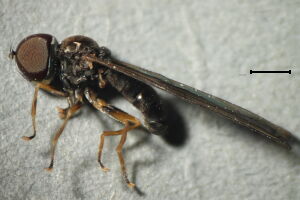 Cephalops vittipes