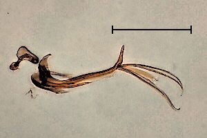 Chalarus decorus