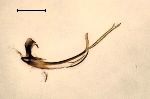 Chalarus indistinctus