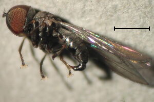 Claraeola agnosta
