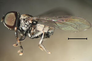Clistabdominalis ruralis