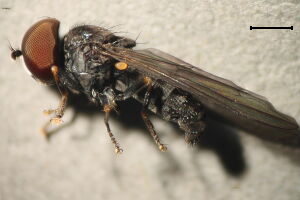 Jassidophaga pilosa