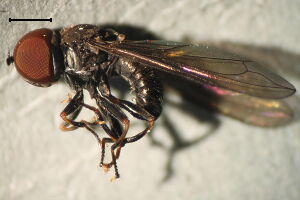Pipunculus campestris