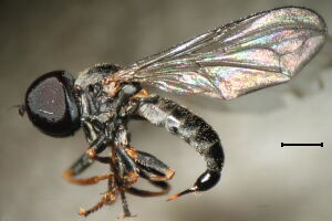Pipunculus lenis