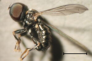 Tomosvaryella geniculata