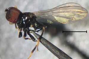 Tomosvaryella minima