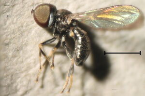 Tomosvaryella palliditarsis