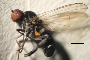 Platypezidae