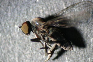Paraplatypeza atra