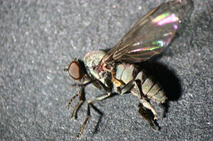 Platypeza aterrima