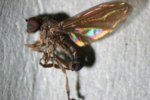 Platypezina connexa
