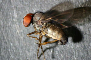 Protoclythia
