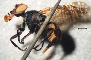 Platystoma seminationis