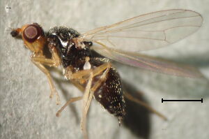 Chamaepsila nigricornis