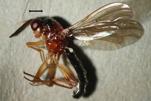 Loxocera albiseta