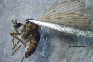 Bazarella subneglecta