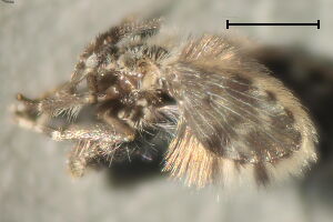 Clytocerus ocellaris
