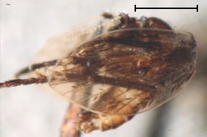 Panimerus goetghebueri