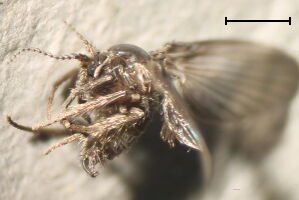 Peripsychoda
