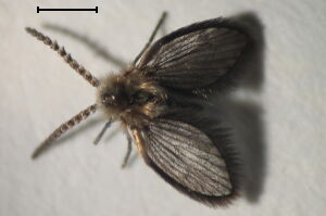 Philosepedon humeralis