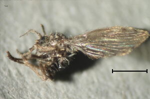 Satchelliella canescens