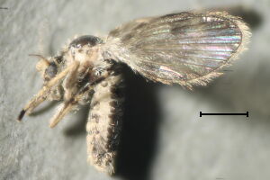 Satchelliella crispi