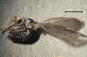 Satchelliella palustris