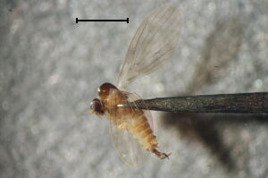 Trichomyia parvula