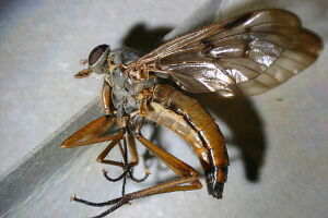 Rhagionidae