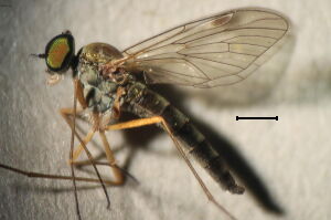 Chrysopilus